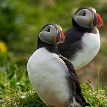 Puffins
