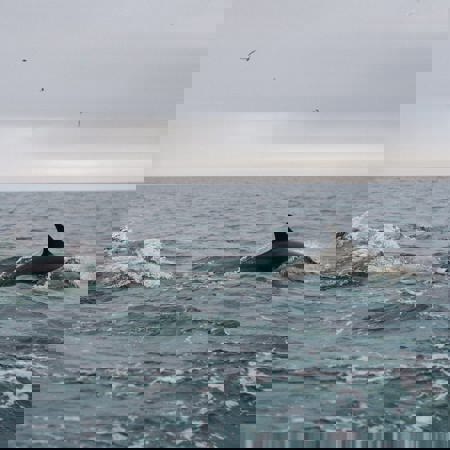 Dolphins, Dingle Sea Safari, Tour, Dingle Peninsula, Co Kerry Master Min