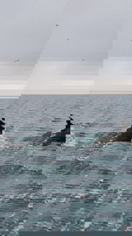 Dolphins, Dingle Sea Safari, Tour, Dingle Peninsula, Co Kerry Master Min