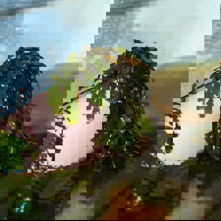 Kilcullen Seaweed Baths, Enniscrone, Co Sligo Master Min