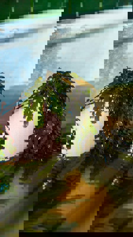 Kilcullen Seaweed Baths, Enniscrone, Co Sligo Master Min