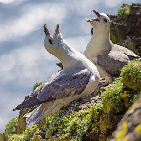 Spectacular picture of seagulls at the coat of Kerry
