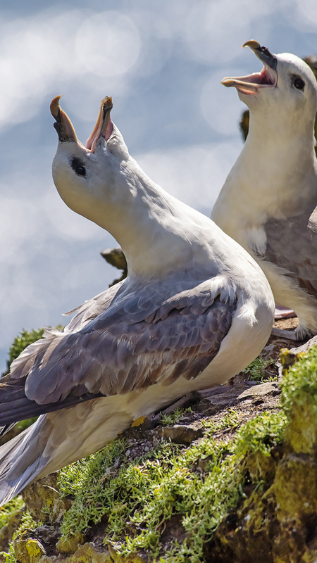 Spectacular picture of seagulls at the coat of Kerry