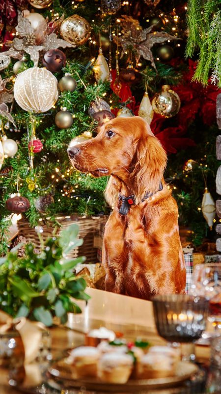 Sneem Hotel Fireside Dog Aro