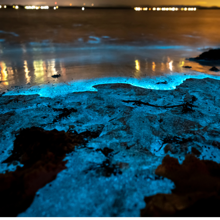 Bioluminescence In Kerry